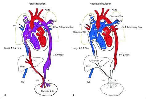 臍靜脈充氧血|胎兒血液循環(Fetal circulation)